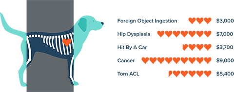 Dog Medical Costs